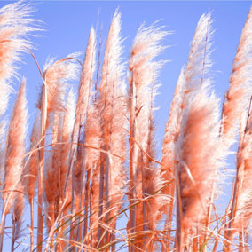 Cortaderia selloana 'Rosea'/ Pampas Grass Plant in 9cm Pot, Silky Pink Plumes 3FATPIGS