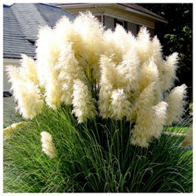 Cortaderia Selloana White Feather Grass Plant in 9cm Pot, Silky White Ornamental Plumes 3FATPIGS