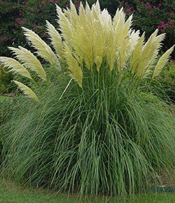 Cortaderia Selloana White Pampas Grass Plant Supplied in a 9cm Pot