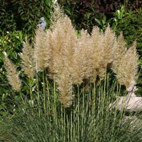 Cortaderia Silver Goblin - Pampas Grass, Lovely Golden Flower Spikes, Silver-Green Foliage (15-30cm Height Including Pot)