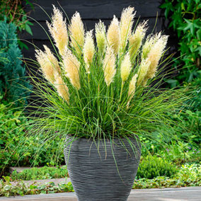 Cortaderia Tiny Pampa in a 9cm Pot (Pack of 2)