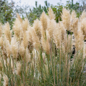 Cortederia Selloana Pampas Grass in a 9cm Pot - Pamapas Grass for Gardens and Homes