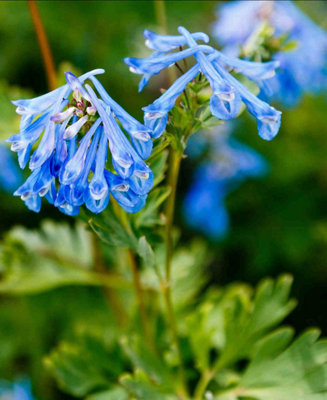 Corydalis Craigton Blue - 1 X 9cm Pot