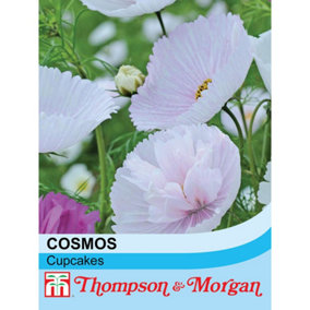 Cosmos bipinnatus Cupcakes 1 Seed Packet (100 Seeds)