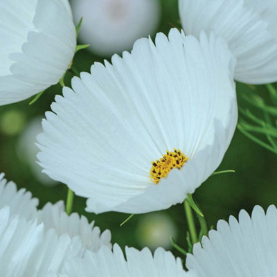 Cosmos Cupcake White 1 Seed Packet (30 Seeds)