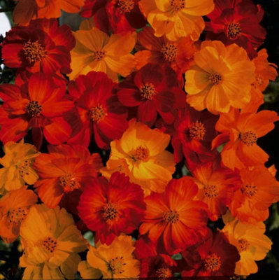 Cosmos Polidor 1 Packet (100 Seeds)
