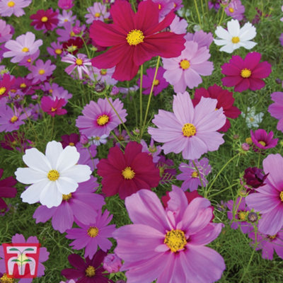 Cosmos Sensation Mixed 1 Packet (150 Seeds) | DIY at B&Q