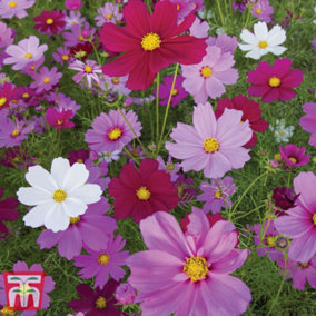 Cosmos Sensation Mixed 1 Packet (150 Seeds)