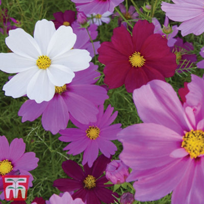 Cosmos Sensation Mixed 1 Packet (150 Seeds)