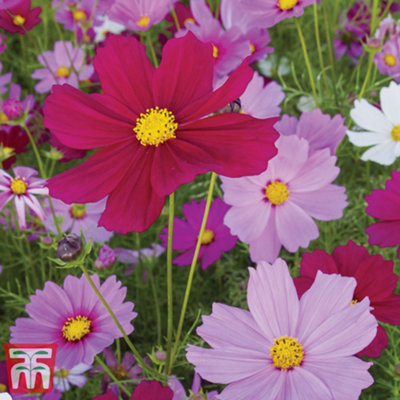 Cosmos Sensation Mixed 1 Packet (150 Seeds) - 3