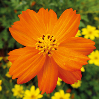 Cosmos Tango 1 Seed Packet (30 Seeds) - 3