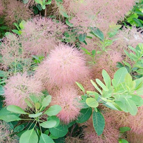 Cotinus Candy Floss Garden Shrub - Candy Pink Flowers, Compact Size, Attracts Pollinators (20-30cm Height Including Pot)