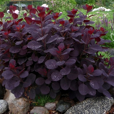 Cotinus Royal Purple - Outdoor Flowering Shrub, Ideal for UK Gardens, Compact Size (15-30cm Height Including Pot)