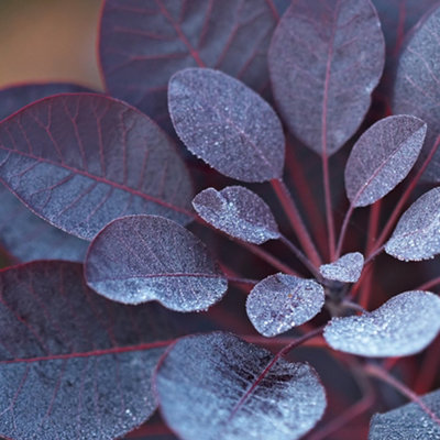 Cotinus Royal Purple - Outdoor Flowering Shrub, Ideal for UK Gardens, Compact Size (15-30cm Height Including Pot)