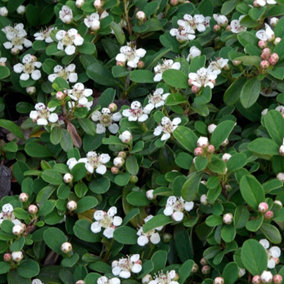 Cotoneaster Queen of Carpets Garden Shrub - Abundant Berries, Compact Size, Attracts Pollinators (10-30cm Height Including Pot)