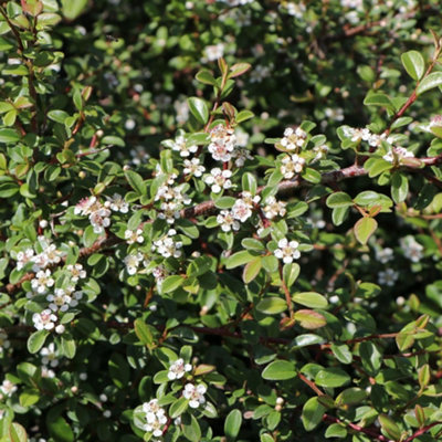 Cotoneaster Queen of Carpets Garden Shrub - Abundant Berries, Compact Size, Attracts Pollinators (10-30cm Height Including Pot)