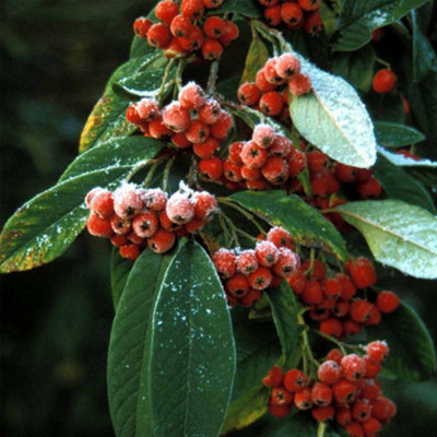 Cotoneaster Watereri Tree - Abundant Red Berries, White Flowers (5-6ft)