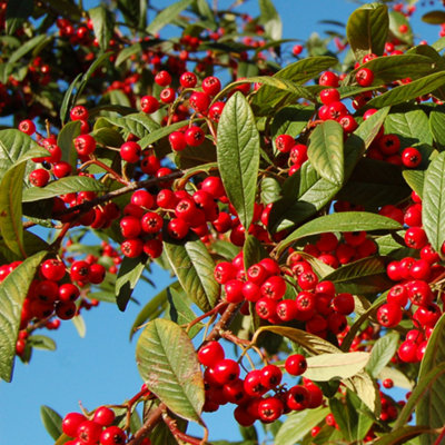 Cotoneaster Watereri Tree - Abundant Red Berries, White Flowers (5-6ft)