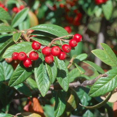 Cotoneaster Watereri Tree - Abundant Red Berries, White Flowers (5-6ft)