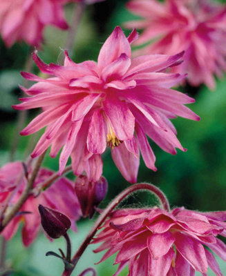 Cottage Garden Aquilegia Collection - 15 x bare roots (5 of each)