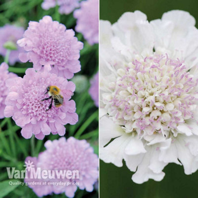 Cottage Garden - Scabiosa Kudos Collection - 10 Jumbo Plug Plants (Perennial Plants)