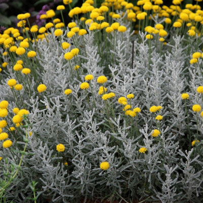 Cotton Lavender Outdoor Shrub Plant Santolina Chamaecyparissus 2L Pot