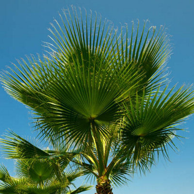 Cotton Palm (Washingtonia) 75-90cm in 17cm pot