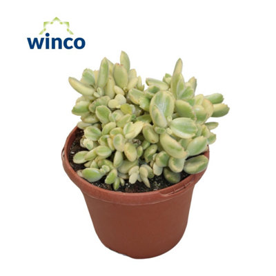Cotyledon Ladysmithiensis Vari, 17cm Pot Size, 24cm Tall, Paddle plant ...