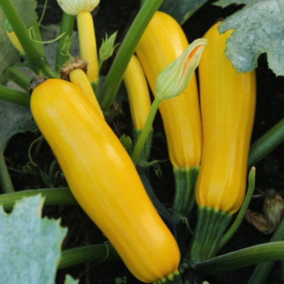 Courgette Cucurbita pepo Butterstick F1 1 Seed Packet (10 Seeds)