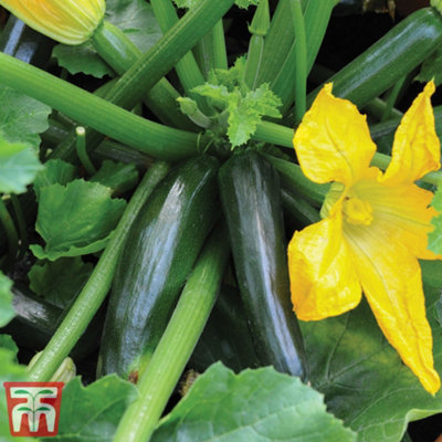 Courgette F1 Midnight 1 Seed Packet (10 Seeds)