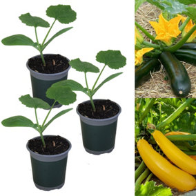 Courgette Plant Mix - 3 x Growing Plants in 9cm Pots - Perfect for Beginners
