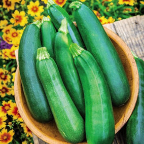 Courgette Sure Thing 1 Seed Packet (6 Seeds)