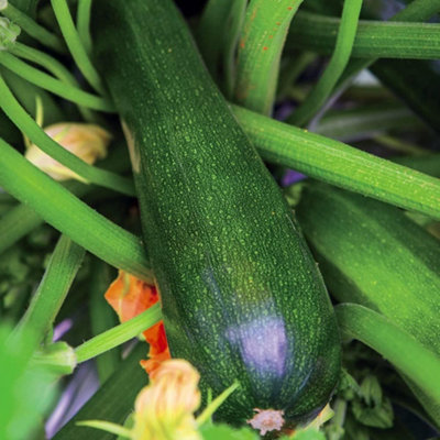 Courgette Sure Thing 1 Seed Packet (6 Seeds)