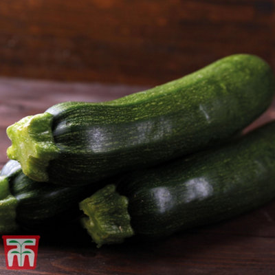Courgette Sure Thing 1 Seed Packet (6 Seeds) - 3