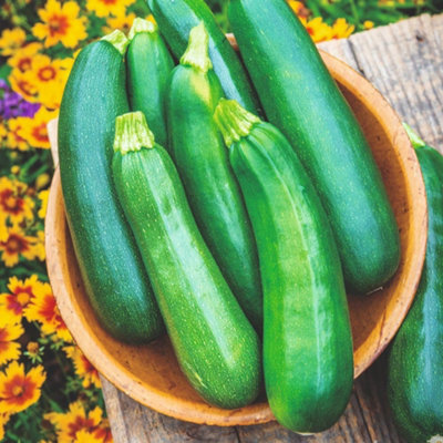 courgette-sure-thing-parthenocarpic-disease-resistant-dark-green-cool
