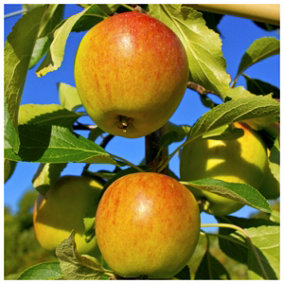 Cox's Orange Pippin Apple Tree 3-4ft,6L Pot,Ready to Fruit,Classic English Apple 3FATPIGS