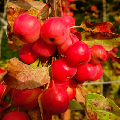 Crab Apple 'Red Sentinel' Standard Patio Fruit Tree in a 3L Pot 90cm Tall - Potted Ready to Plant Out Apples Fruit Trees for Garde