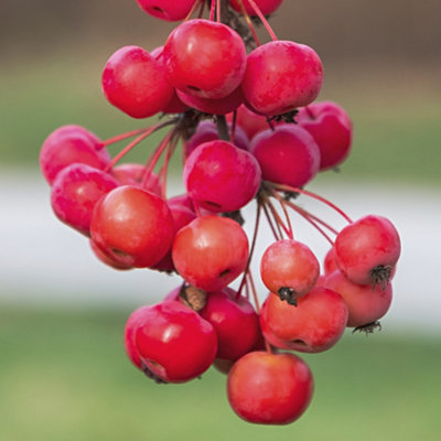 Crab Apple 'Red Sentinel' Standard Patio Fruit Tree in a 3L Pot 90cm Tall - Potted Ready to Plant Out Apples Fruit Trees for Garde