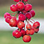 Crab Apple 'Red Sentinel' Standard Patio Fruit Tree in a 3L Pot 90cm Tall - Potted Ready to Plant Out Apples Fruit Trees for Garde