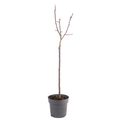Crab Apple 'Red Sentinel' Standard Patio Fruit Tree in a 3L Pot 90cm Tall - Potted Ready to Plant Out Apples Fruit Trees for Garde - 3