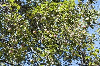 Crab Apple Tree 1-2ft Tall In 1L Pot Native Malus Hedging Tree 3FATPIGS