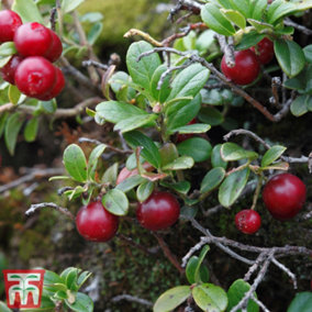 Cranberry Pilgrim 9cm Potted Plant x 1