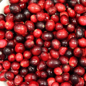 Cranberry Pilgrim Fruit Bush Vaccinium Fruiting Berry Shrub Plant 3L Pot
