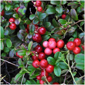 Cranberry Plant Early Black / Vaccinium macrocarpon in 9cm Pot, Dark Juicy Fruit High in Vitamin C 3FATPIGS