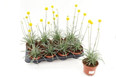 angebote olivenbaum Olivenbaum 40 Jahre alt . 160cm Höhe – toskanagartenshop main image 0