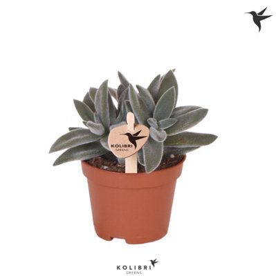 calathea giftig hunde Tipps zur Pflege deiner Pflanze : Calathea leopardina – PflanzenFuerAlle main image 1
