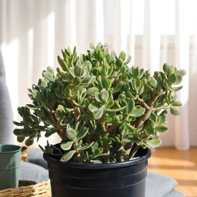 Crassula Afra Variegata - Variegated Jade Money Indoor Plant