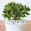 Crassula Ovata Houseplant x 2 (12cm Pot)