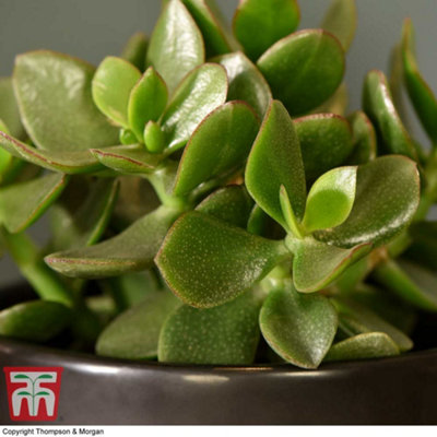Crassula ovata Hulk 'Money Tree Jade' Houseplant x 1 (12cm Pot)