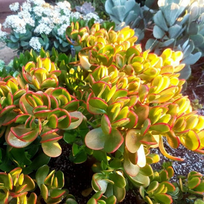 Crassula Ovata in a 12cm Pot - Money Penny Plant - Live Indoor Plant - 3